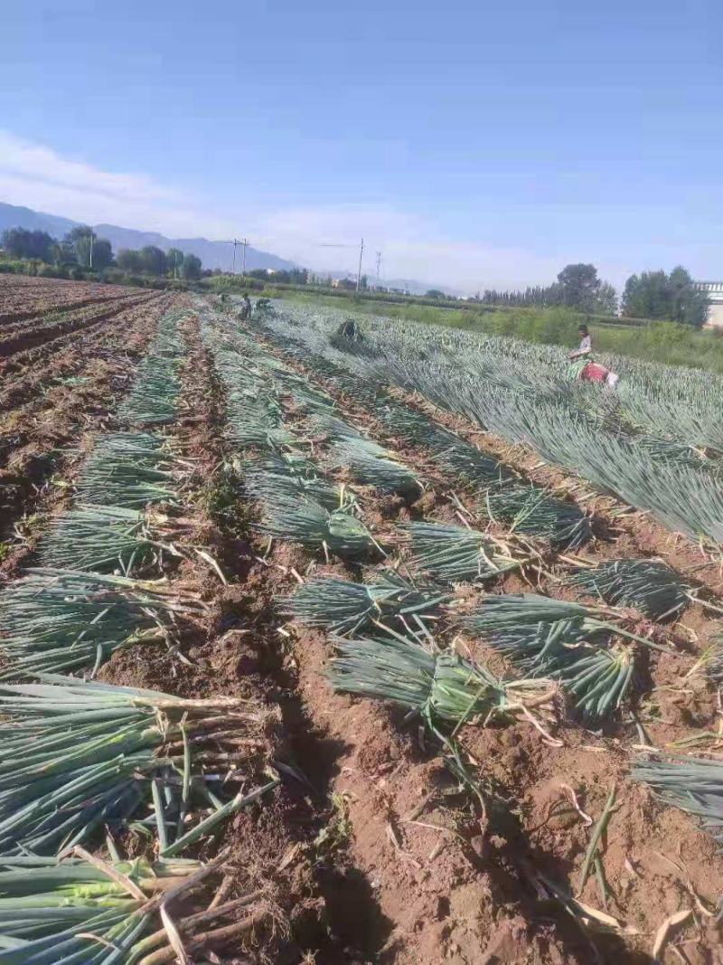 精品日本铁杆大葱，葱白长，基地货大量上市，质量保证。
