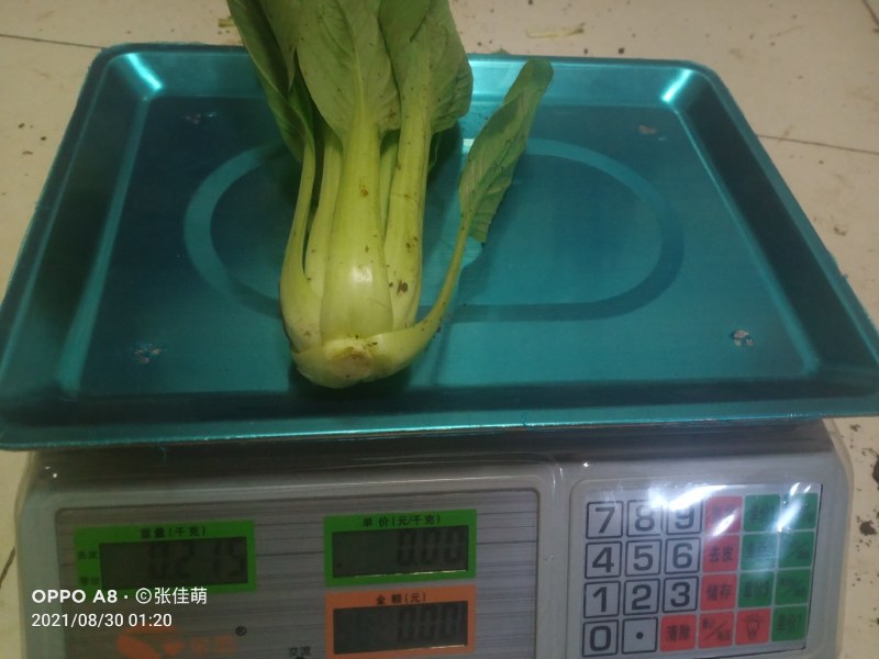 上海青