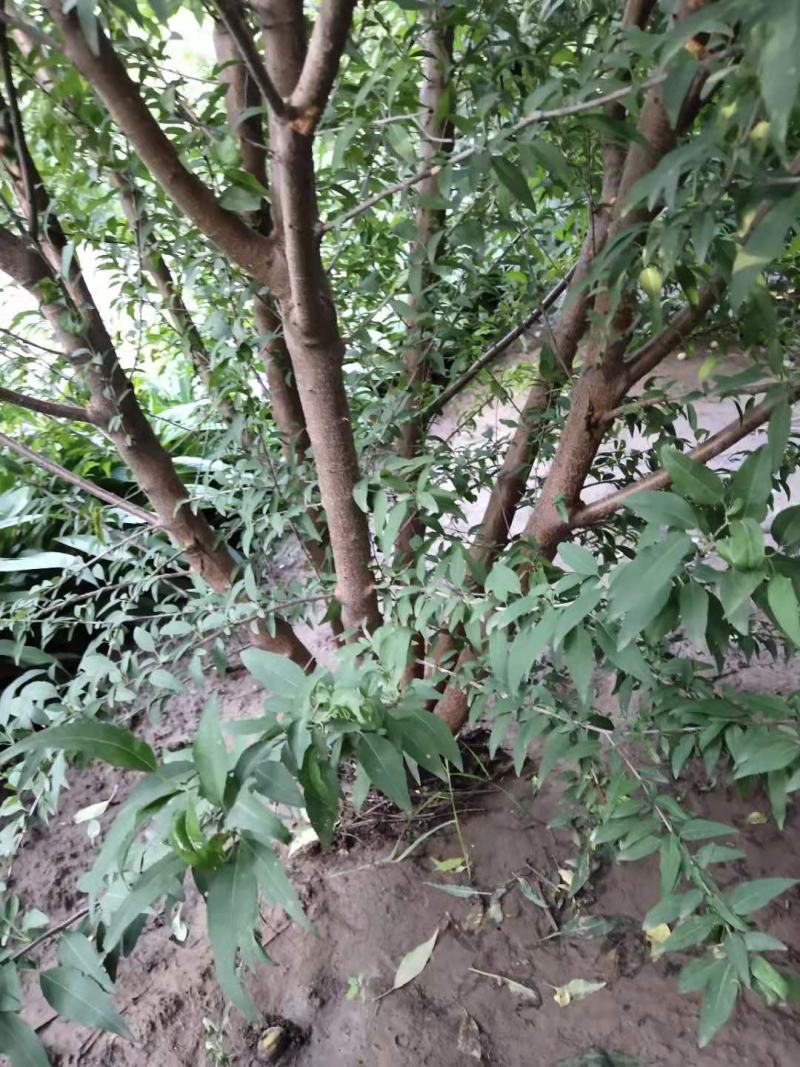 从生山桃
