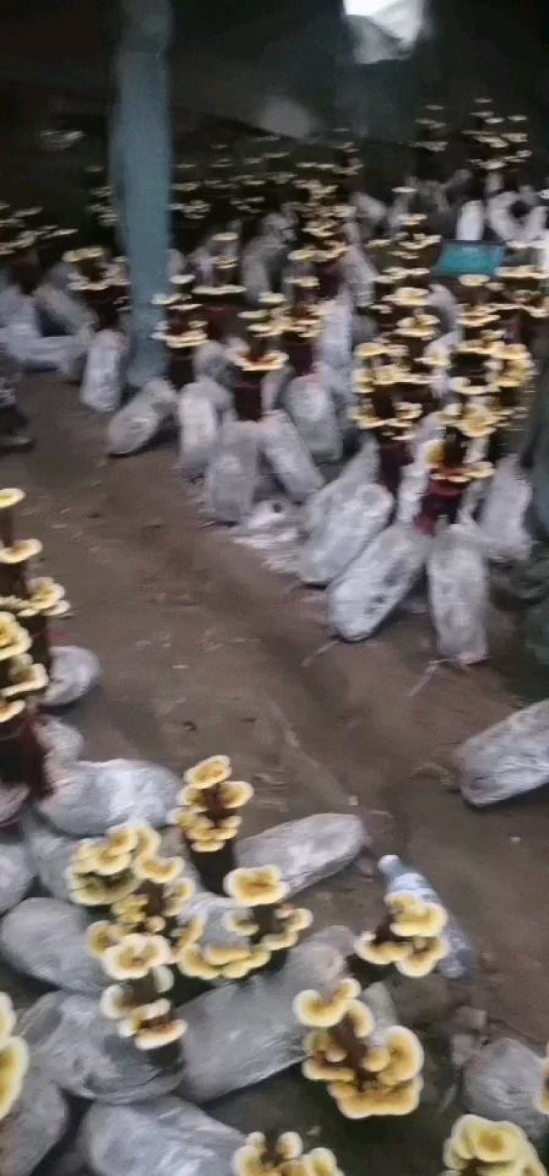 活体嫁接灵芝盆景小两层