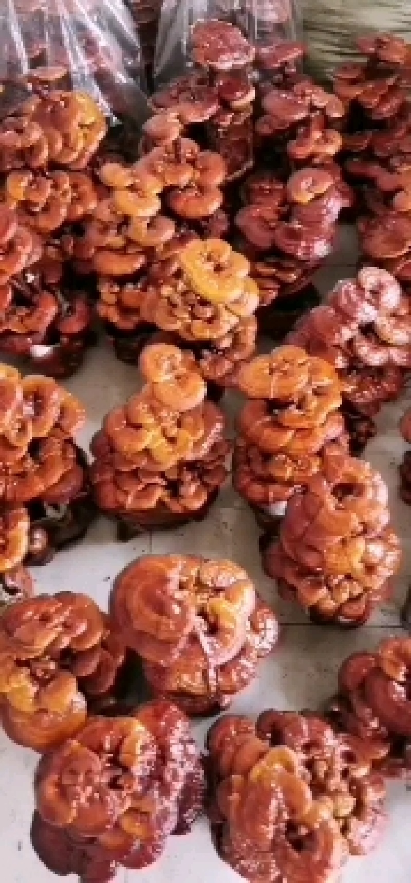冠宇农业活体嫁接灵芝盆景三层