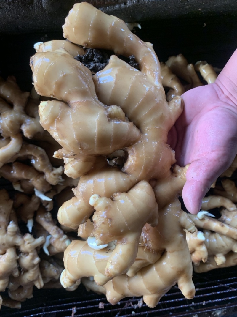 唐山顺盈姜业主营：土姜，水洗姜，干姜！产地直供