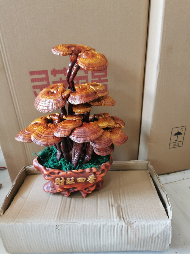 大三层活体嫁接灵芝盆景