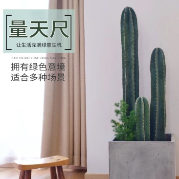 量天尺好养活多肉大型仙人柱北欧风老乐好养活蓝柱沙漠庭院植