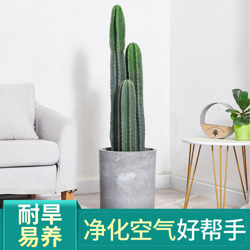 量天尺好养活多肉大型仙人柱北欧风老乐好养活蓝柱沙漠庭院植