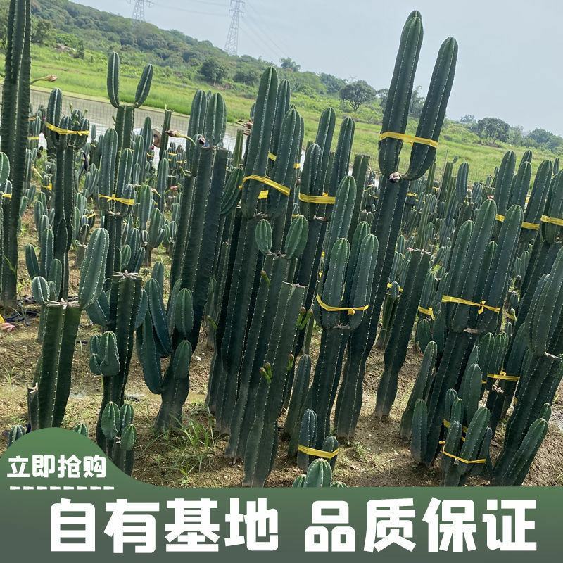 量天尺好养活多肉大型仙人柱北欧风老乐好养活蓝柱沙漠庭院植