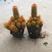 玉翁万重山金手指群生仙人球多肉植物办公室内盆栽防辐射吸
