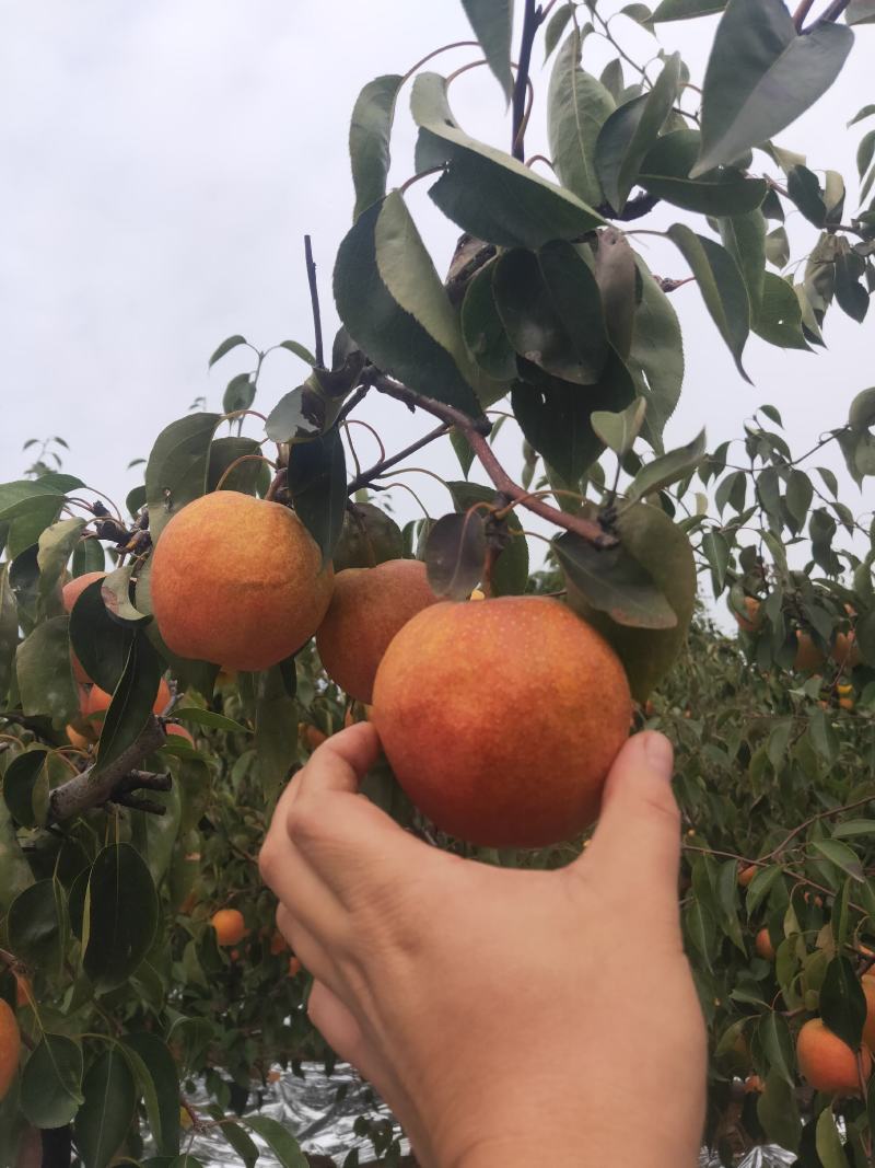 辽南山上红肖梨色好