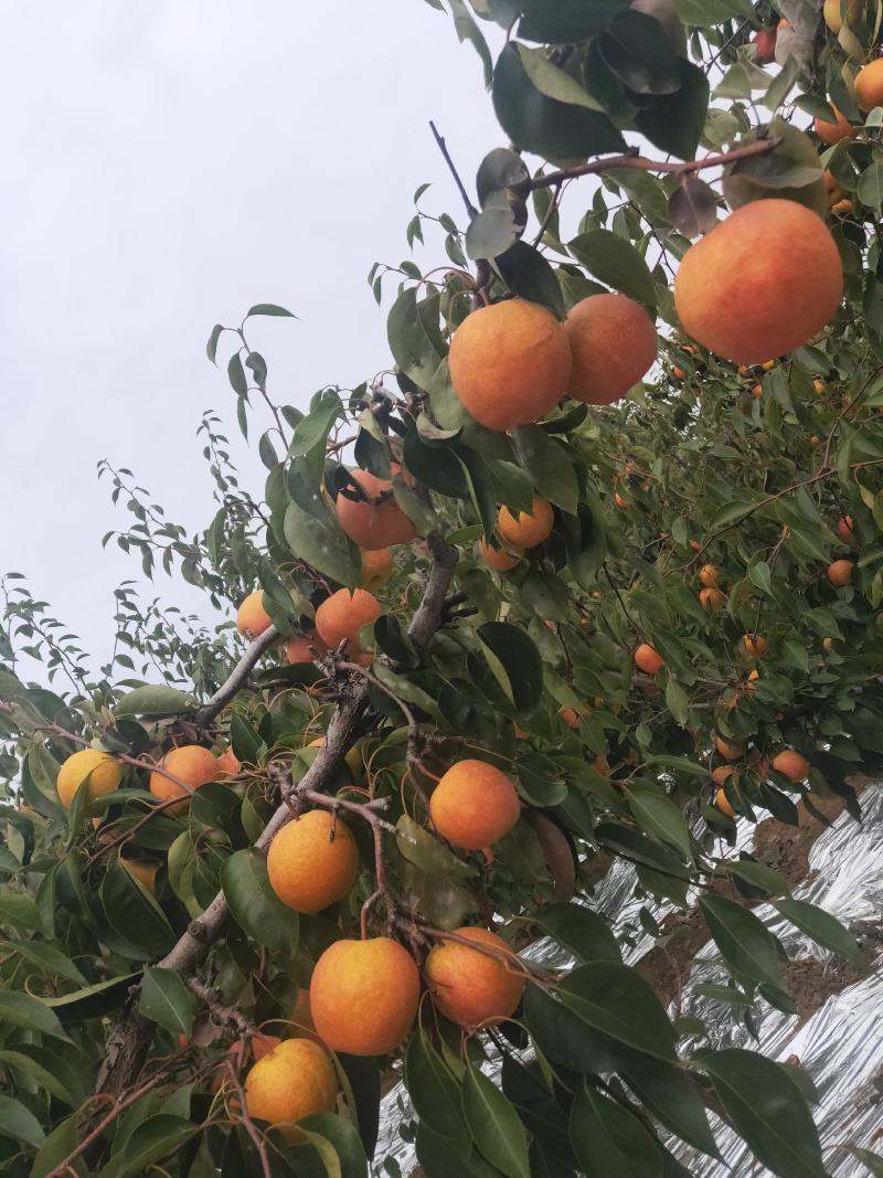 辽南山上红肖梨色好