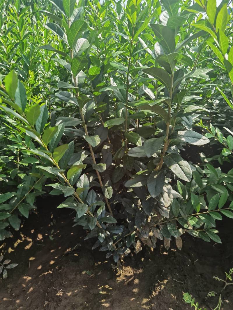 水蜡球水蜡小苗水蜡堆夹植水蜡水蜡基地直供应