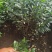 水蜡球水蜡小苗水蜡堆夹植水蜡水蜡基地直供应