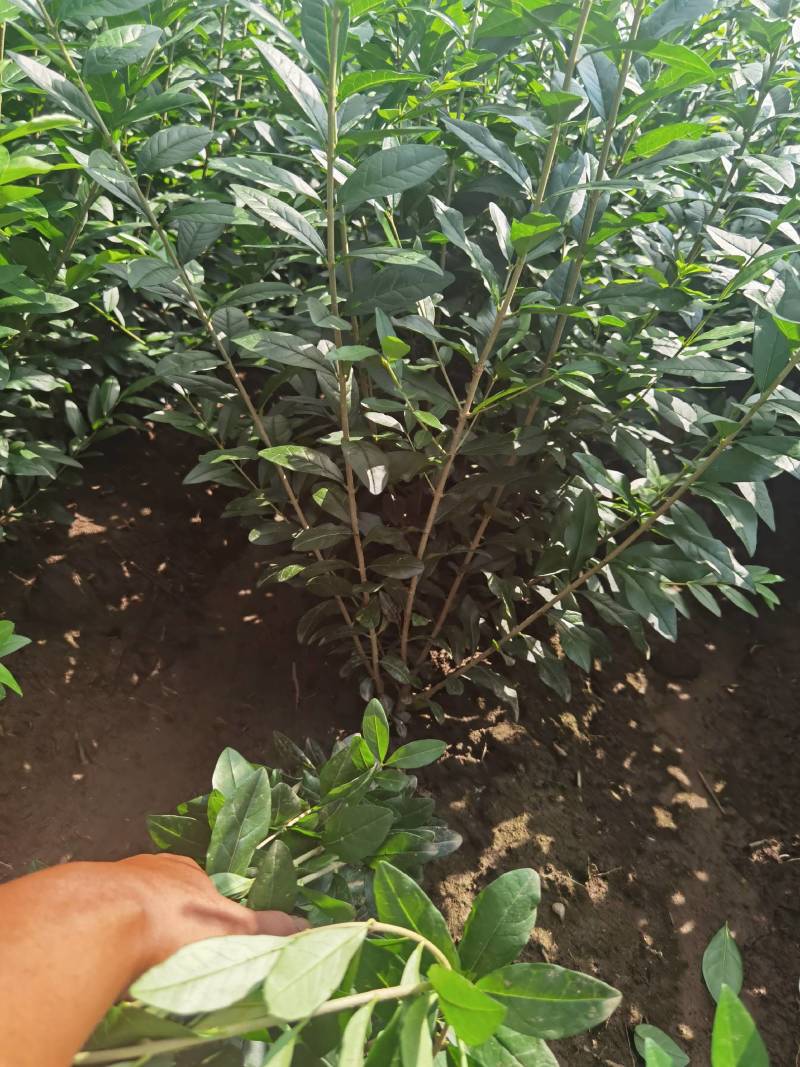 水蜡球水蜡小苗水蜡堆夹植水蜡水蜡基地直供应