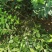 水蜡球水蜡小苗水蜡堆夹植水蜡水蜡基地直供应