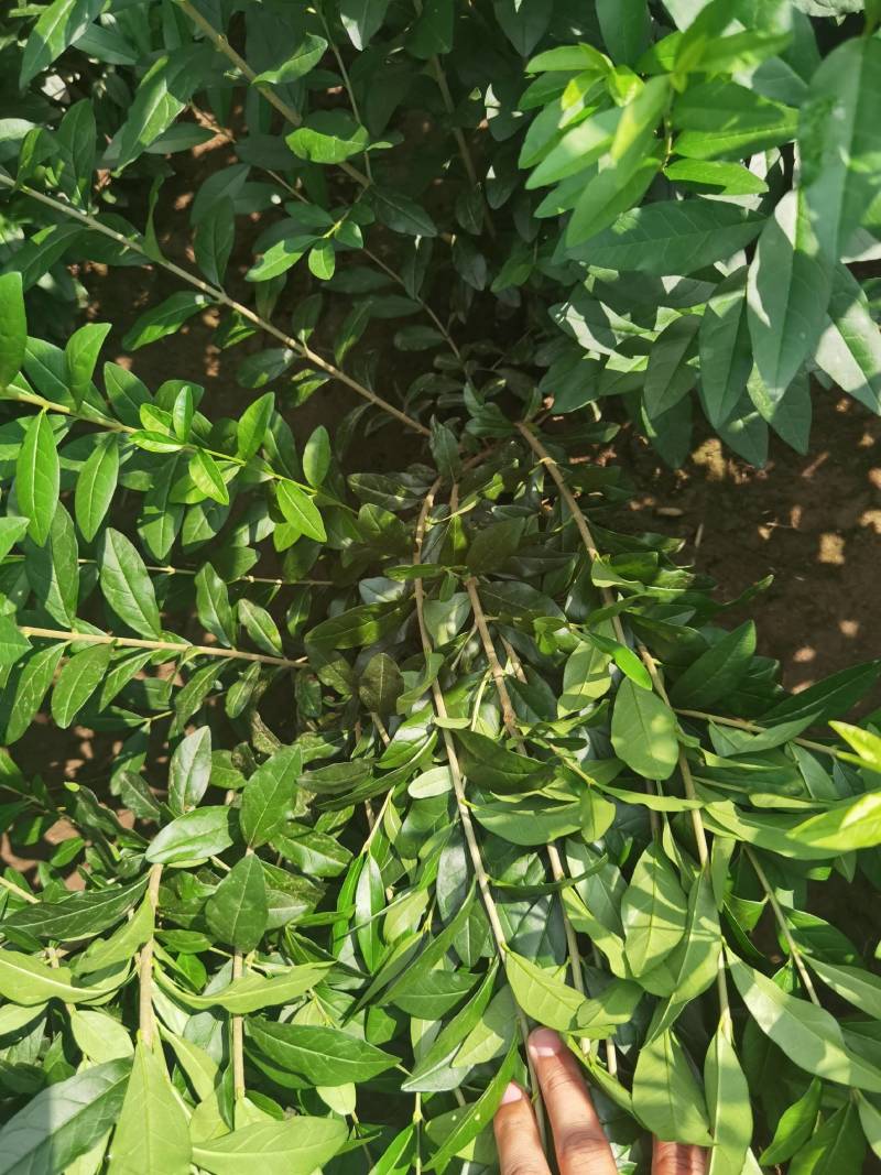 水蜡球水蜡小苗水蜡堆夹植水蜡水蜡基地直供应