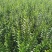水蜡球水蜡小苗水蜡堆夹植水蜡水蜡基地直供应