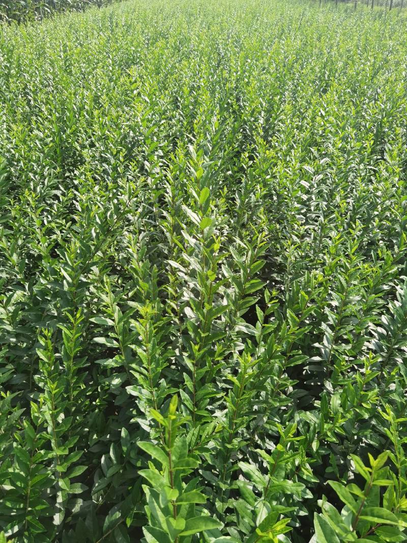 水蜡球水蜡小苗水蜡堆夹植水蜡水蜡基地直供应