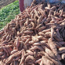 龙薯九，红薯，块好干面甜