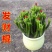发财棍珊瑚树光棍树绿玉树红花带盆栽好珊瑚棒室内外桌面盆栽