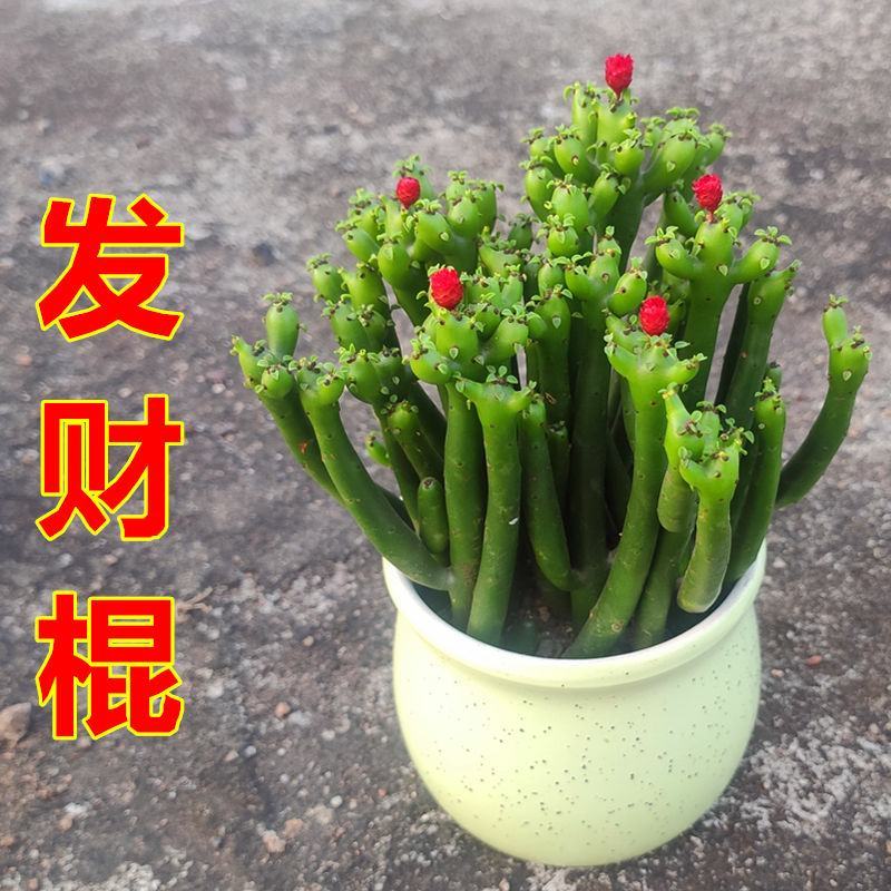 发财棍珊瑚树光棍树绿玉树红花带盆栽好珊瑚棒室内外桌面盆栽