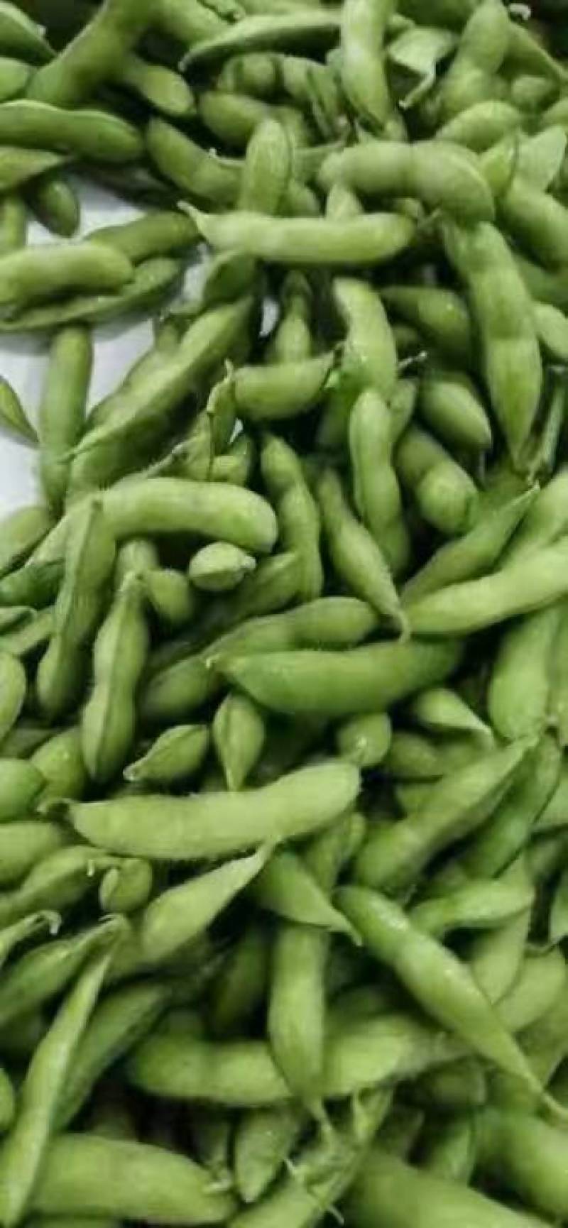 翠绿宝毛豆-基地直供-保证质量-货源充足