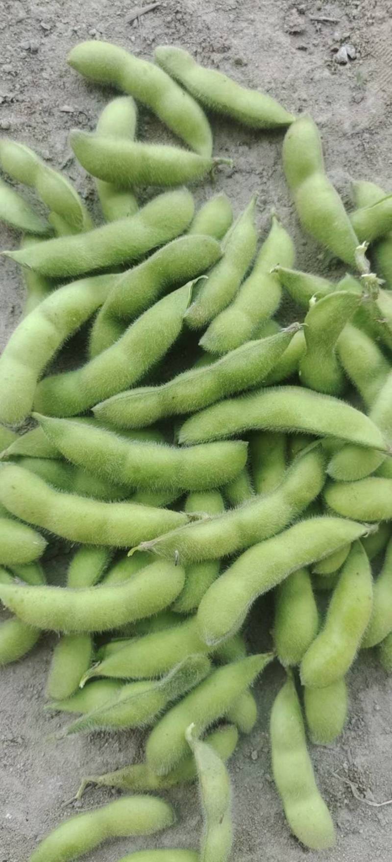 开心绿毛豆-基地直供-保证质量-货源充足