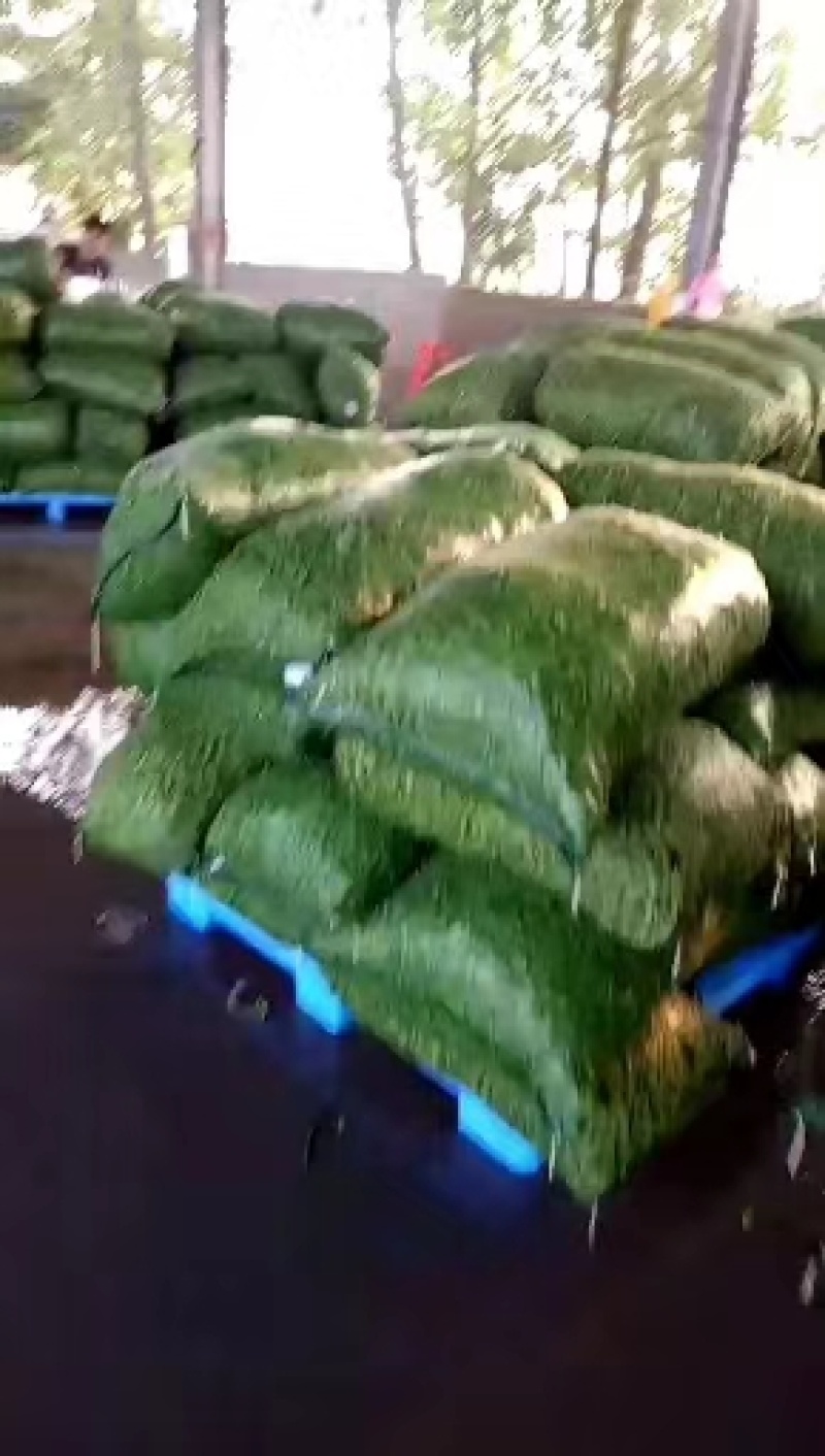 翠绿宝毛豆-基地直供-保证质量-货源充足