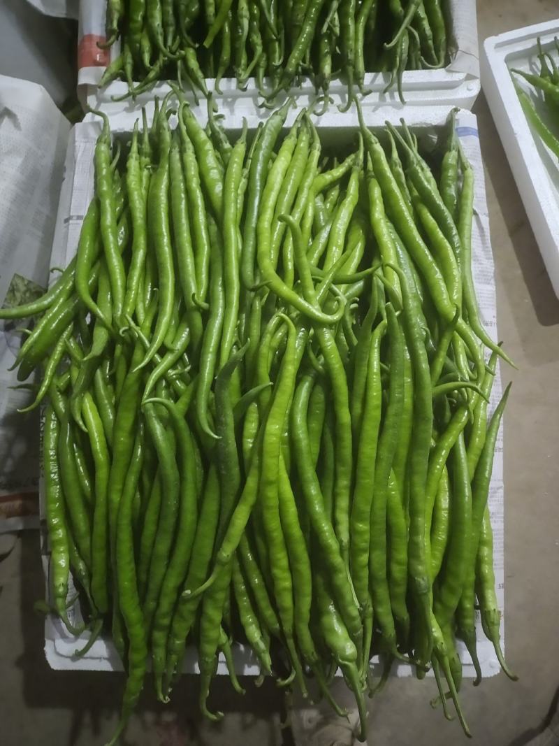 大量供应陕西精品线椒基地直供品种齐全价格优惠