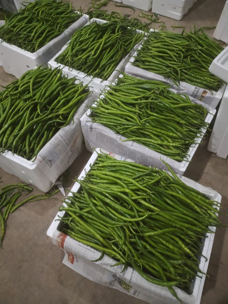 大量供应陕西精品线椒基地直供品种齐全价格优惠