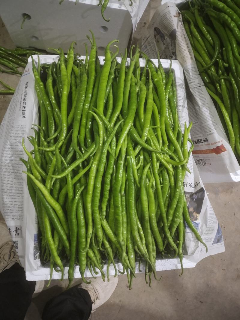 大量供应陕西精品线椒基地直供品种齐全价格优惠