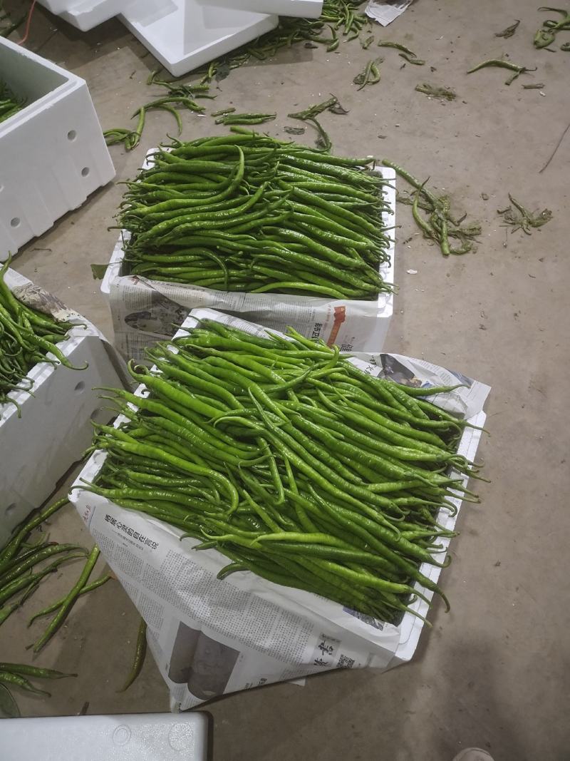 大量供应陕西精品线椒基地直供品种齐全价格优惠