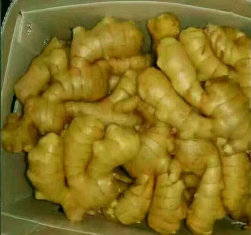 生姜，大黄姜批发山东生姜产地现货块大鲜亮