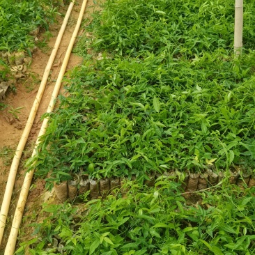 小叶牛大力，薯率高，产量好，市场需求大，产值不错的种植药