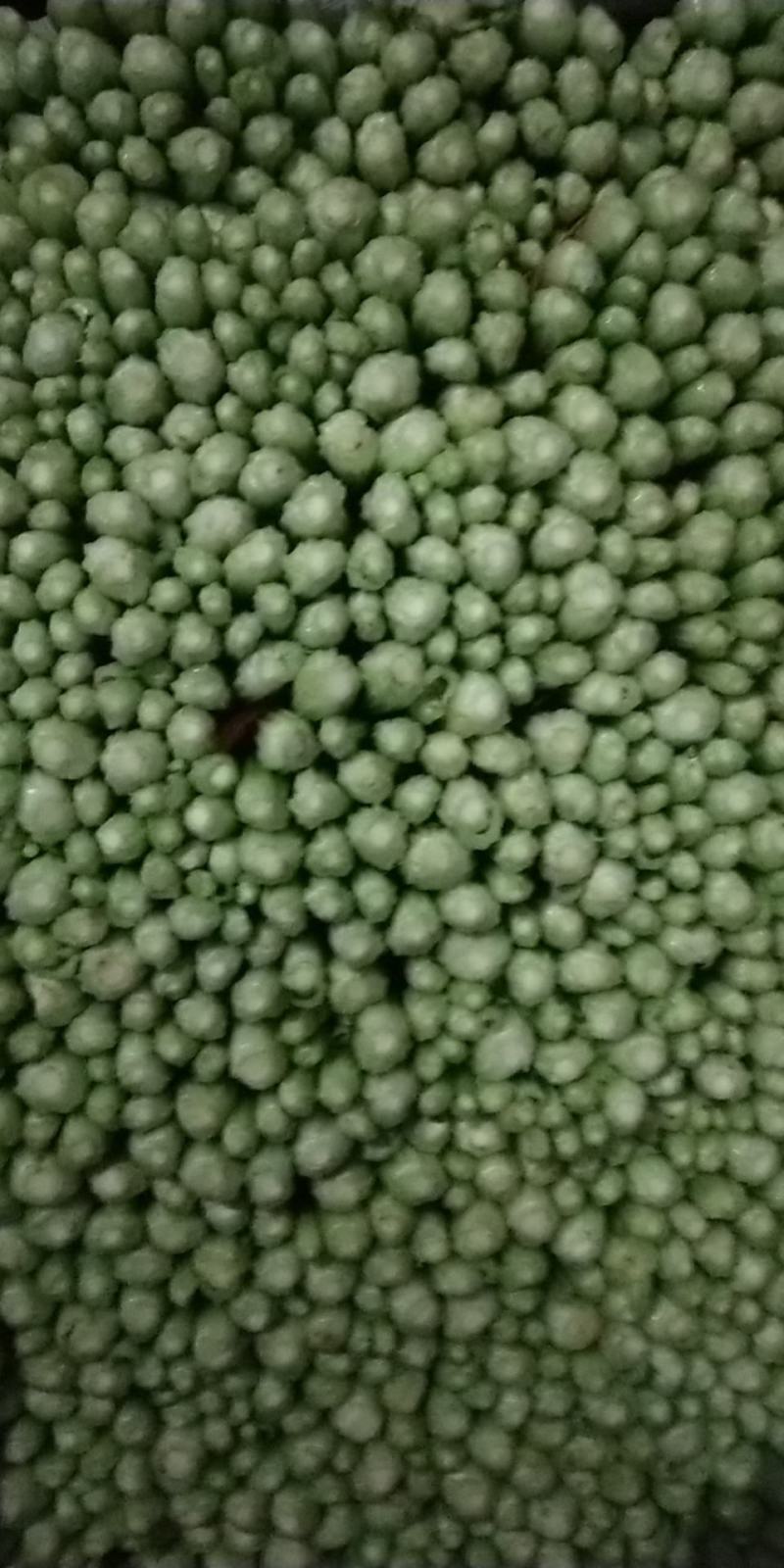 毛芹