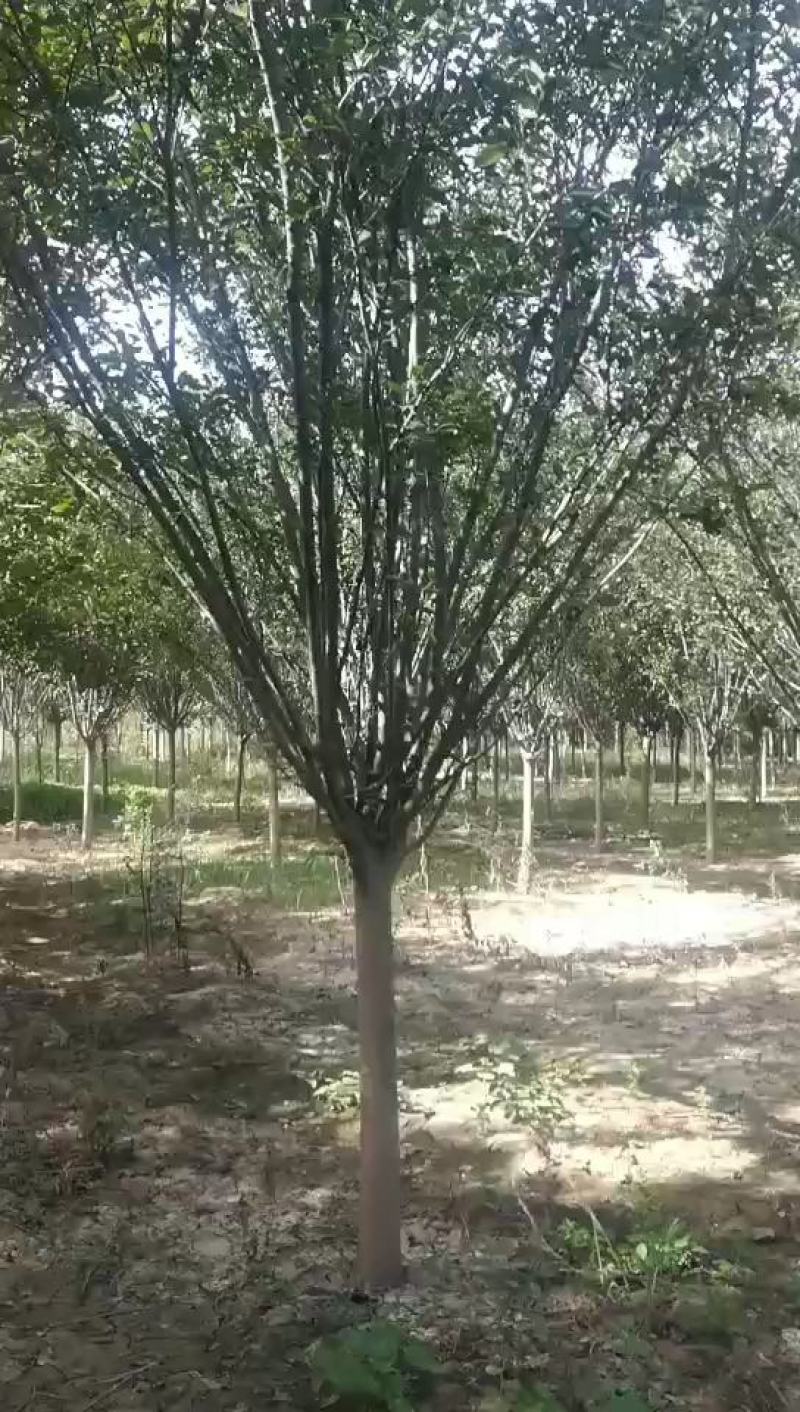 西府海棠，木瓜海棠，垂丝海棠，贴杆海棠。