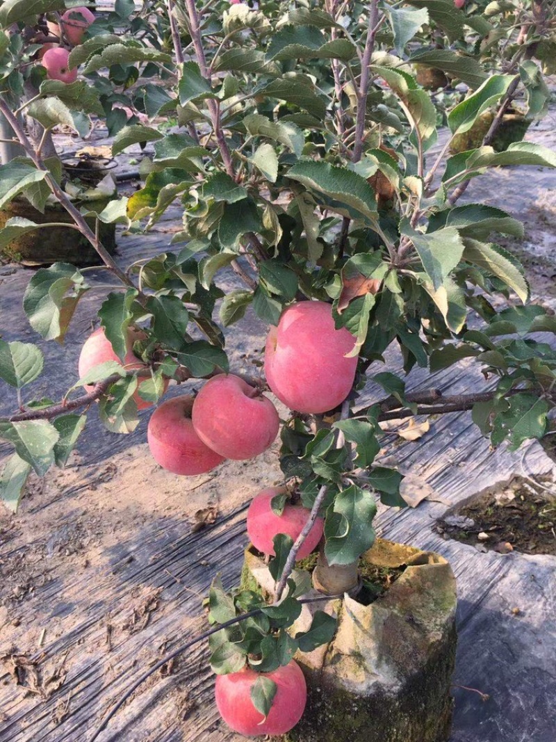 盆景多个品种的苹果盆景可观赏和食用