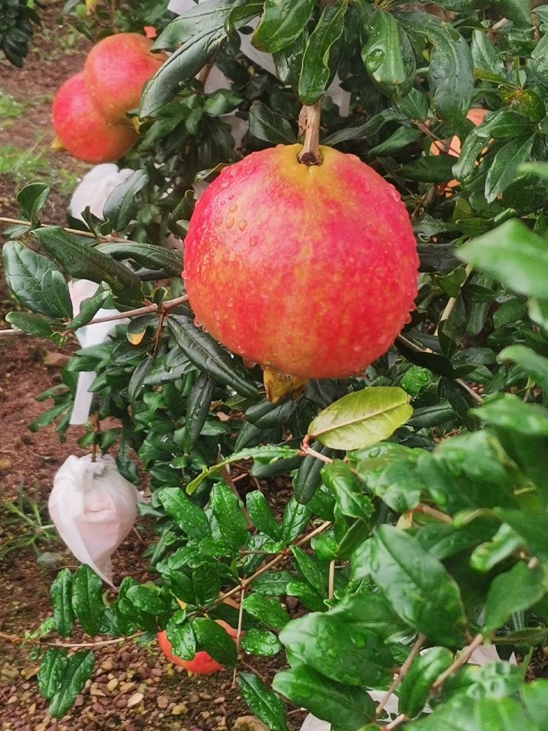西昌市会理石榴