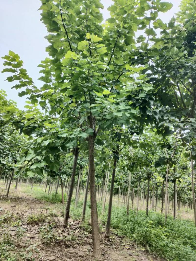 梓树，楸树大型基地！规格齐全！上货快！诚信经营！一手货源