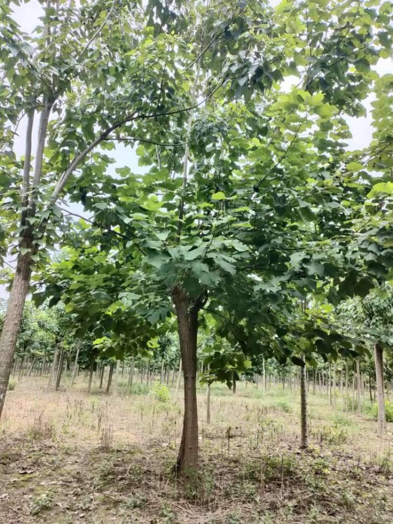 梓树，楸树大型基地！规格齐全！上货快！诚信经营！一手货源
