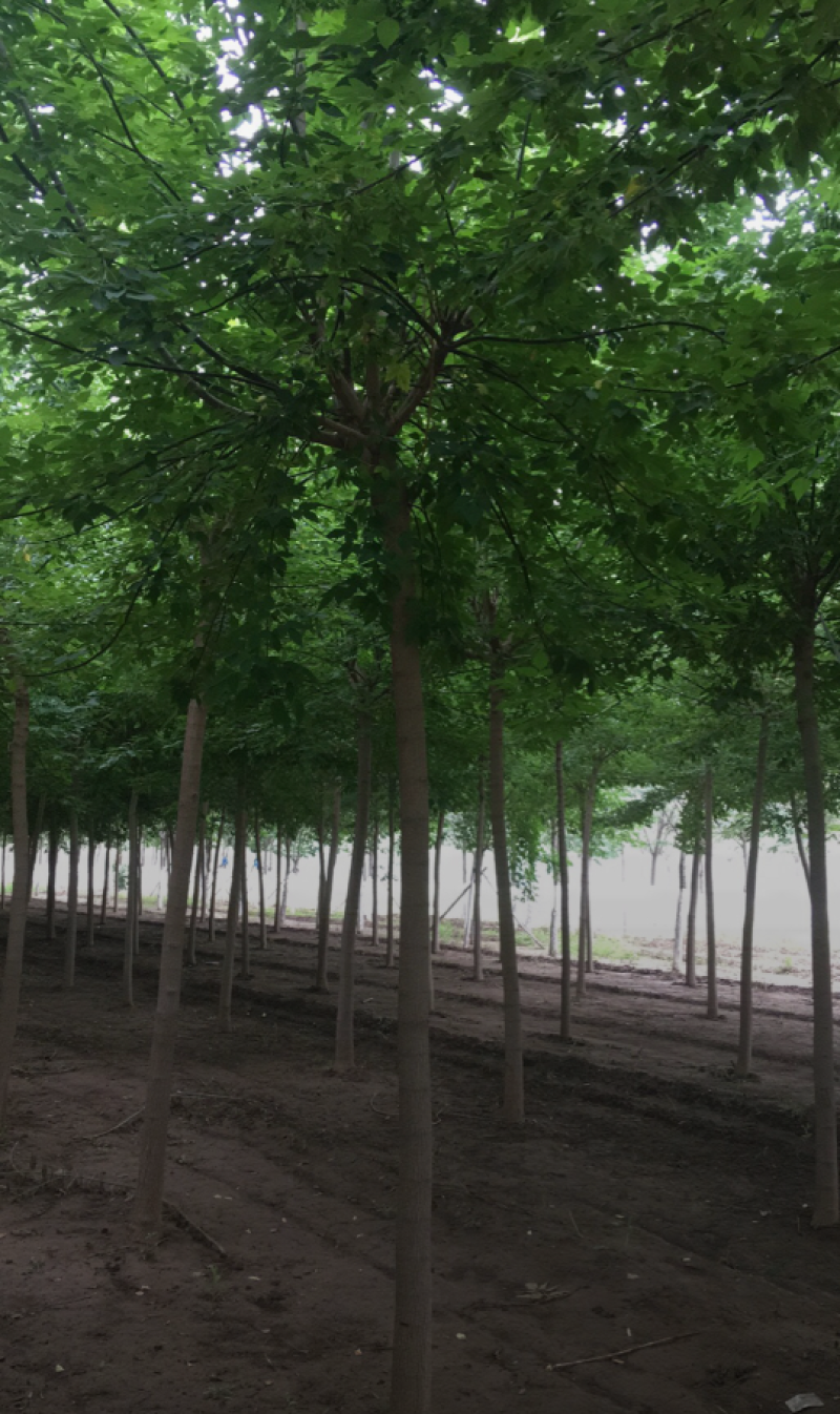 绿叶复叶槭5-12公分，自家苗圃一手货源，品质高，价格低