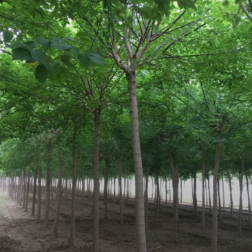 绿叶复叶槭5-12公分,自家苗圃一手货源,品质高,价格低