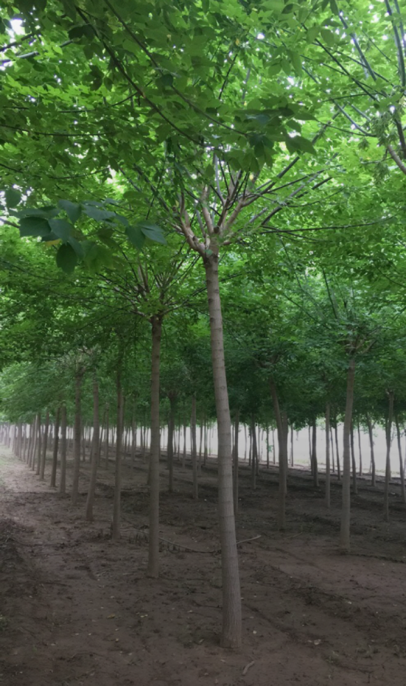 绿叶复叶槭5-12公分，自家苗圃一手货源，品质高，价格低
