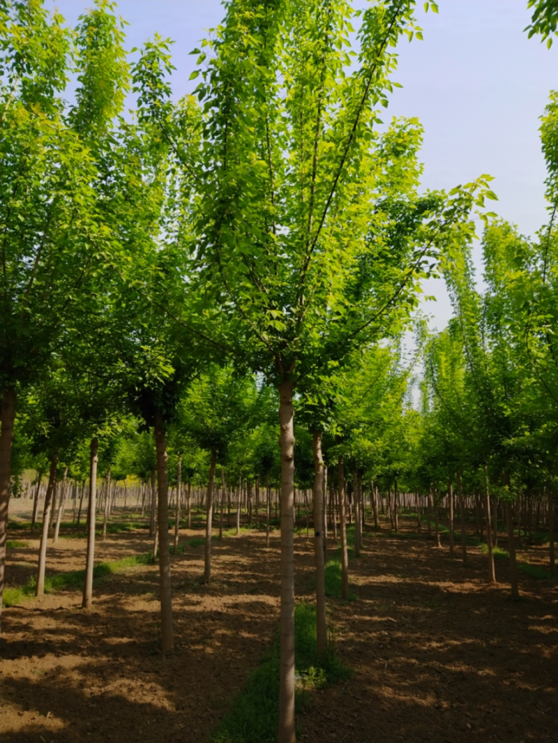绿叶复叶槭5-12公分，自家苗圃一手货源，品质高，价格低