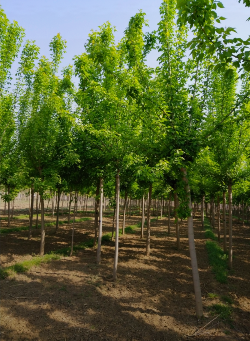 绿叶复叶槭5-12公分，自家苗圃一手货源，品质高，价格低