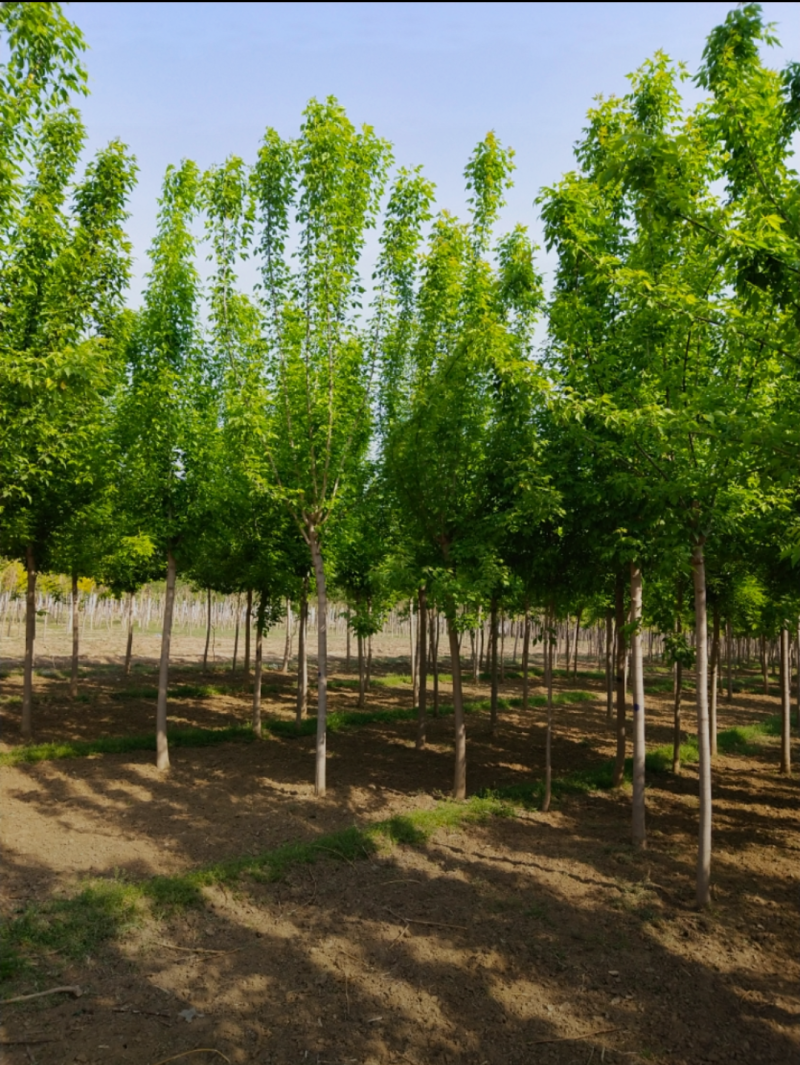 绿叶复叶槭5-12公分，自家苗圃一手货源，品质高，价格低