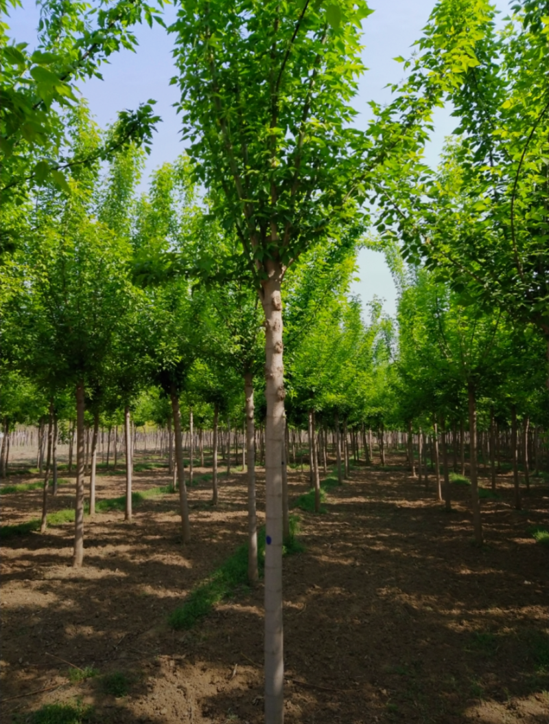绿叶复叶槭5-12公分，自家苗圃一手货源，品质高，价格低