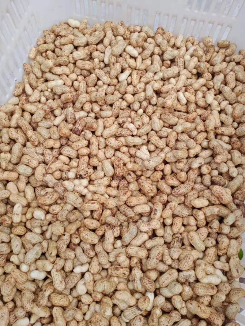 泥子花生，水洗花生正在上市中，需要的可以联系，大量有货