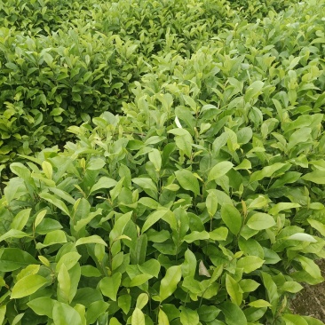 30～80公分火力楠杯苗