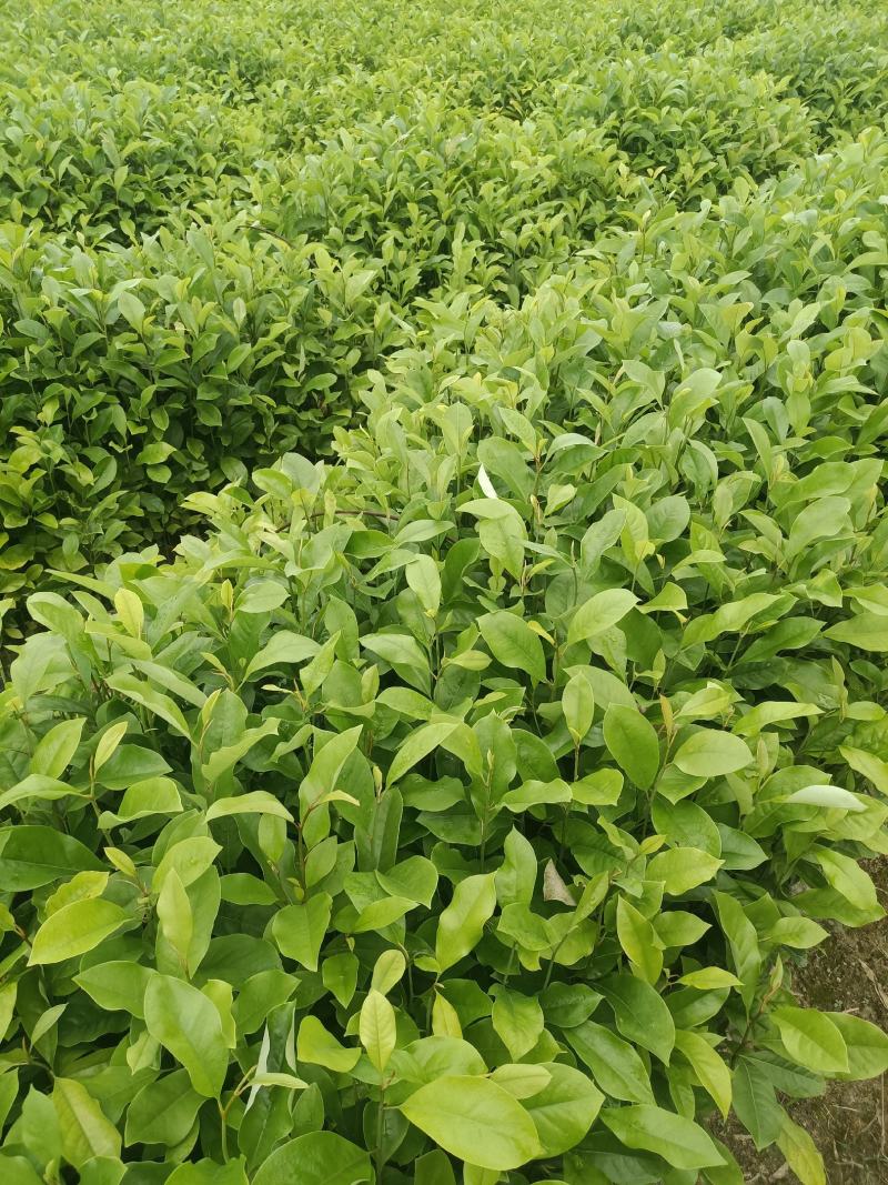 30～80公分火力楠杯苗