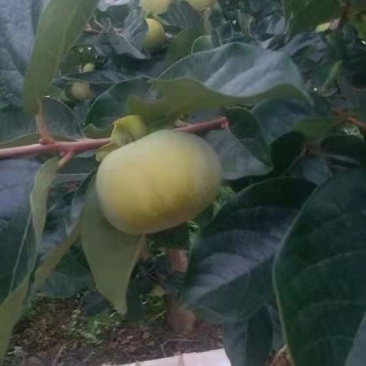 新品上市，从日本引进的长江太秋柿子，特点是脆甜，