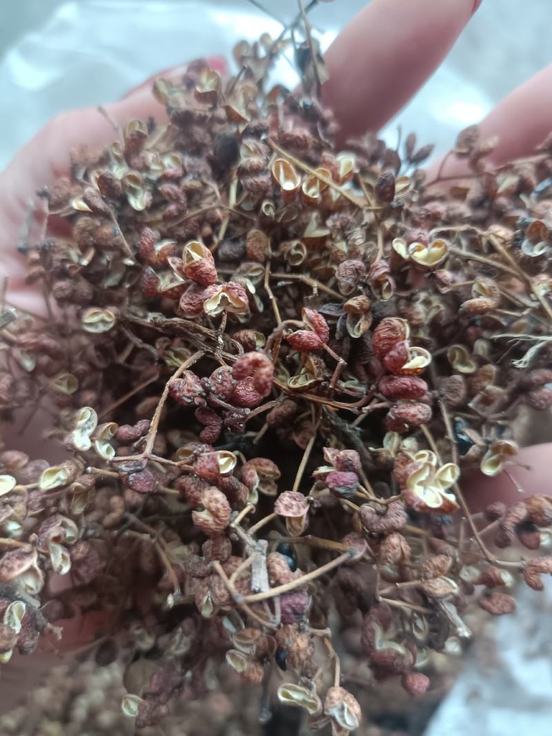 花椒野生山林种植无农药无化肥批发零售一手货源产地直发